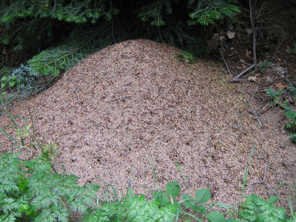 Obrovské mravenisko