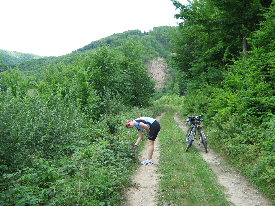 Zber lesných plodov