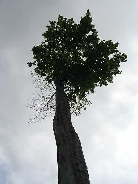 V�let na Babu (Pezinsk�)