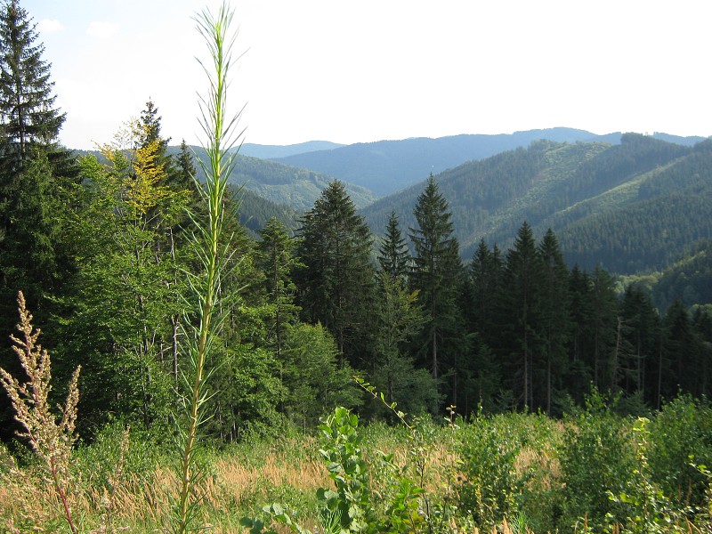Zjazd do doliny smer Maríková