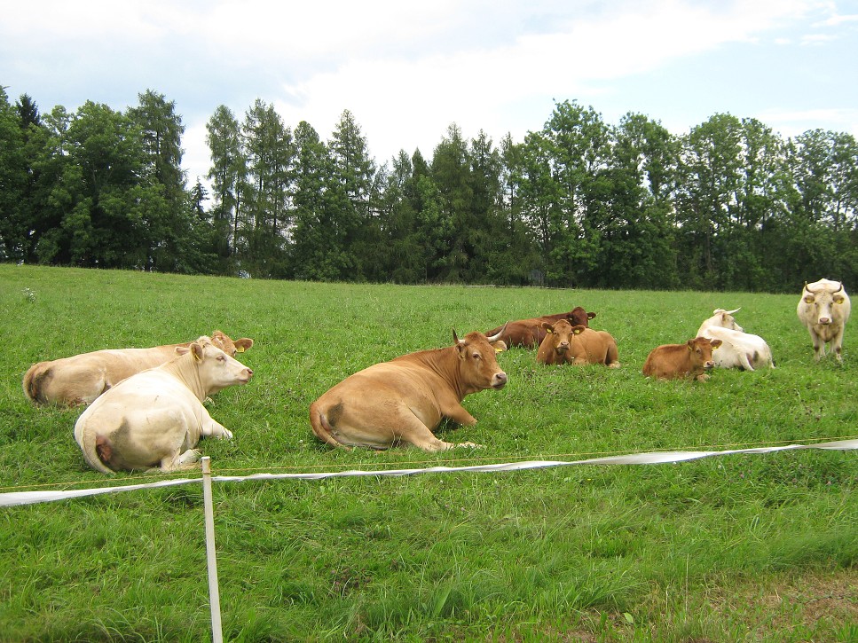 Popoludňajšia siesta