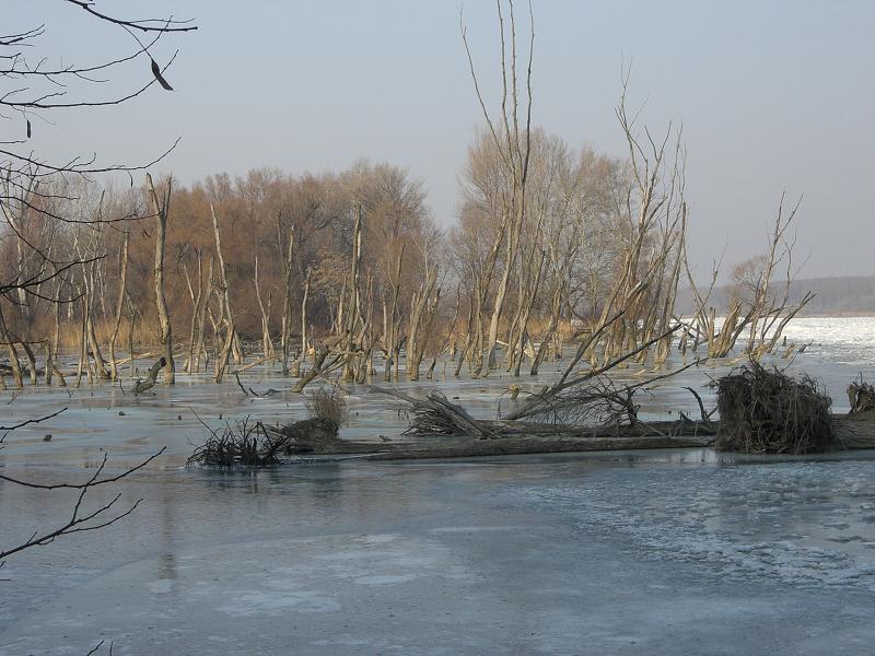 Zamrznut� Dunaj (janu�r 2006)