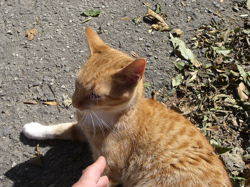 Na Babe maj� ve�mi pr�tuln�ho koc�ra 