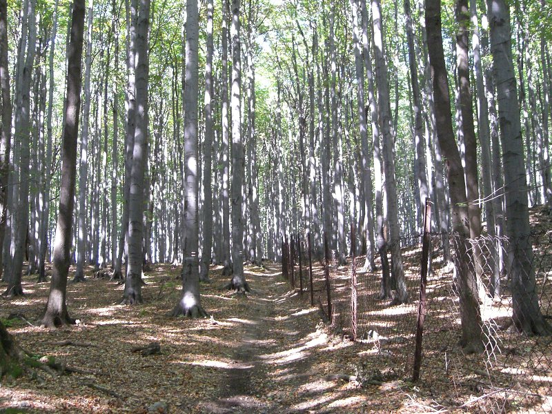 Popri b�valej bo��evickej zvernici 