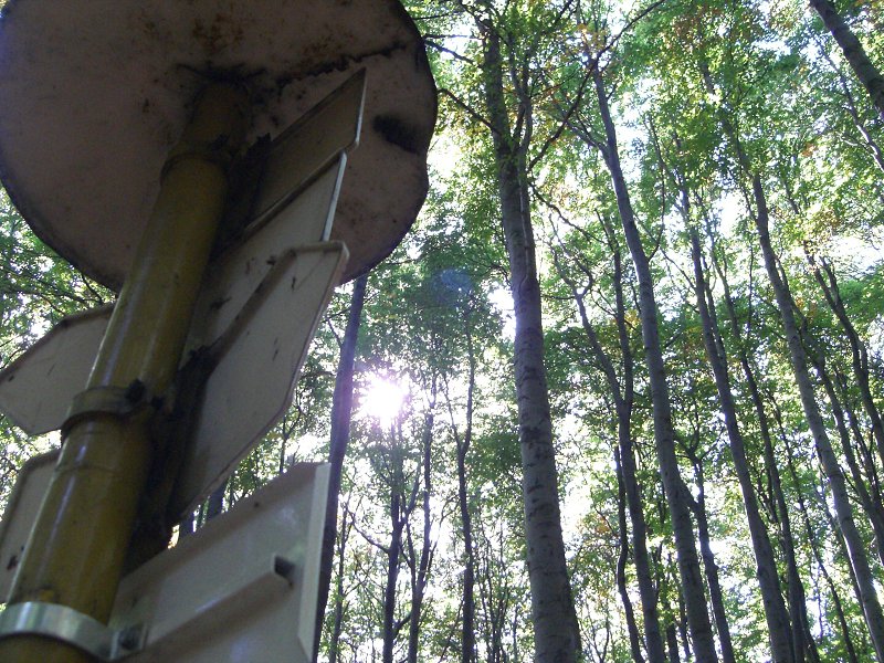 Slnko medzi stromami 