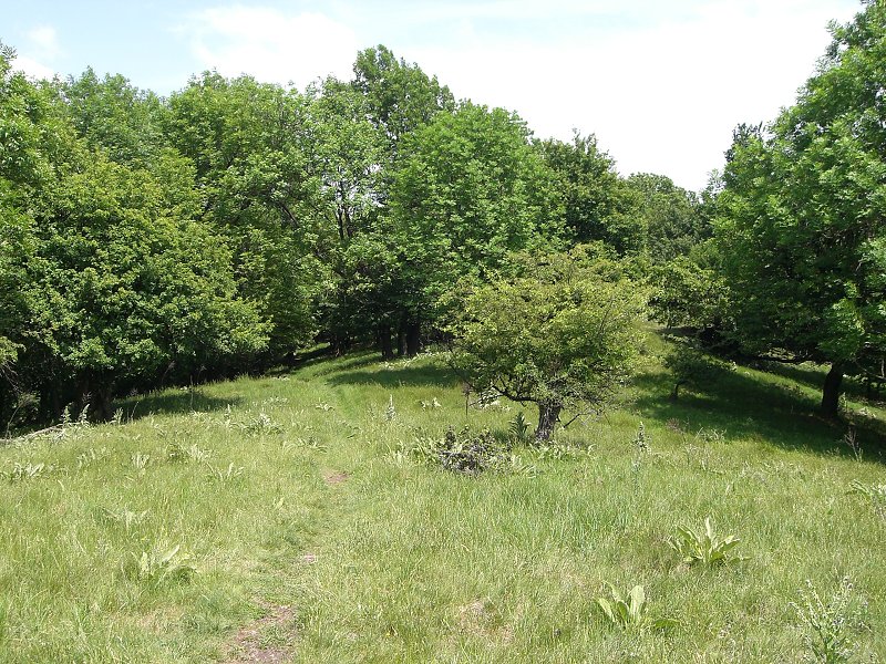 Takmer alpsk� l�ka pod Kloko�om 