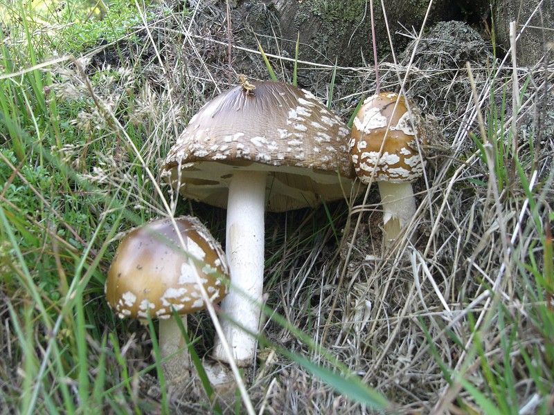 Našli sme aj hríby