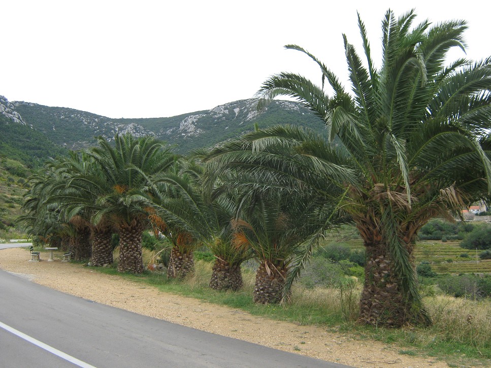 Trasa Vis - Komiža (Vis)