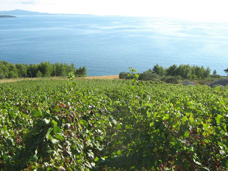 Vinohrad na pobreží