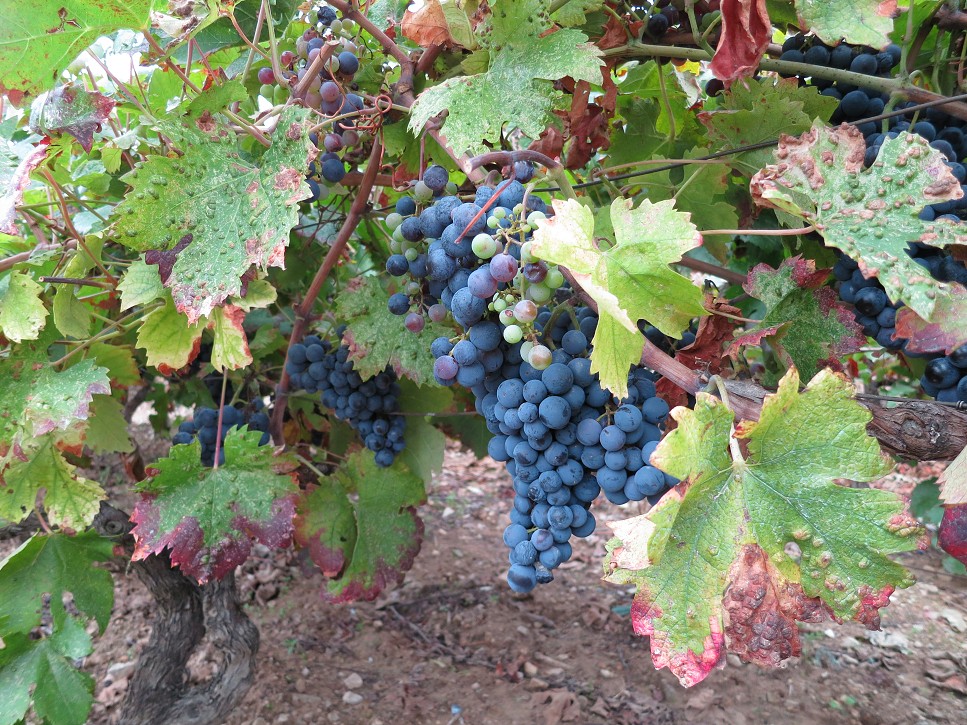 Vinohrad v Kuna Pelješka