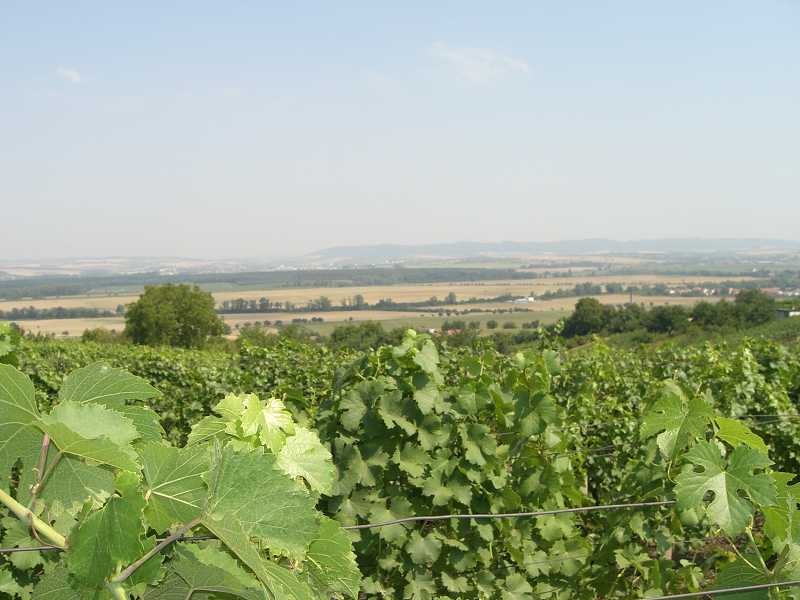 Cestou domov, v pozad� Kyjov 