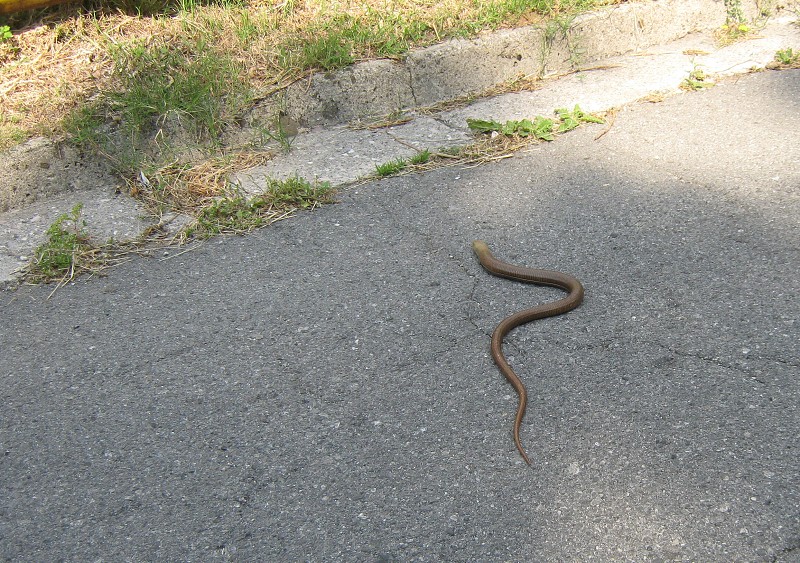 Ten had je živý, takmer mi ušiel zo záberu