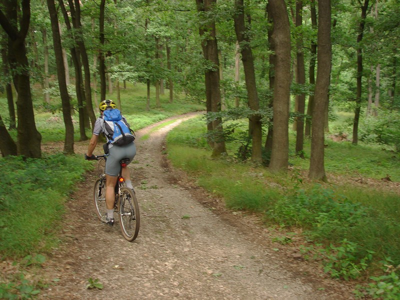 Krásna lesná cestička