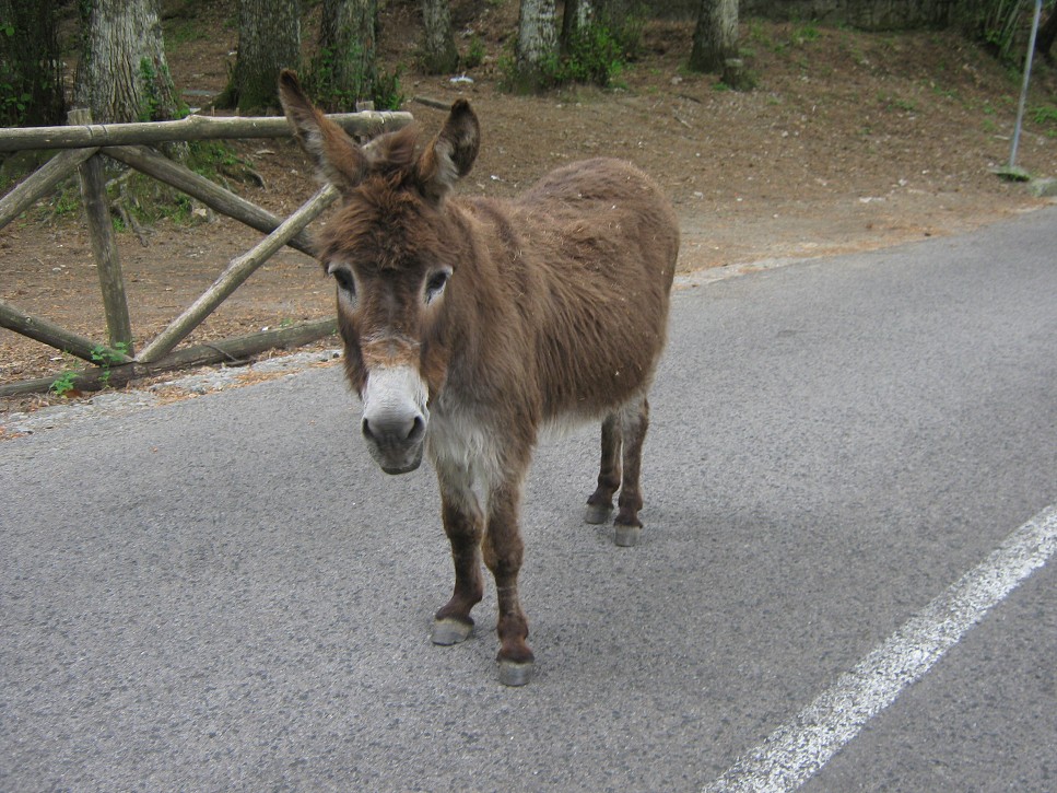 Návrat z Monte Faito