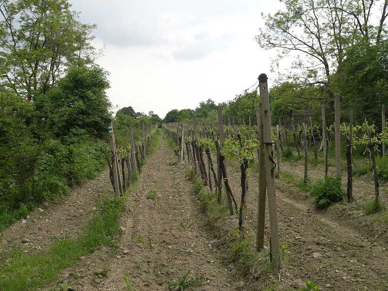 Ryb�rsky de� vo Vini�nom