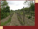Vinohrad nad Pezinkom 